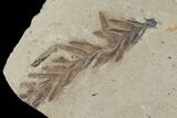 Metasequoia (Dawn Redwood) Fossils - Montana #89393-1